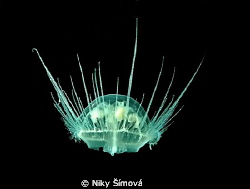 freshwater jellyfish by Niky Šímová 